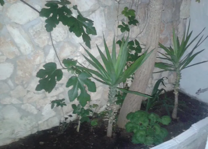 Alissa Gostinjska kuća 2*